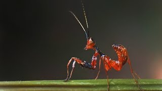 Flower Mantis Nymph #dance #bug