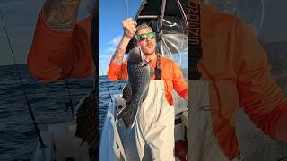 Selling 250 Pounds of Fish to a Restaurant and then Eating There #shorts #fishing