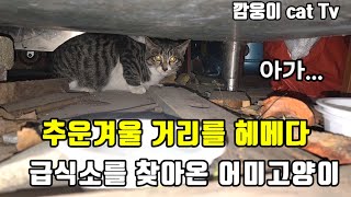 추운겨울 거리를 헤메다 급식소를 찾아온 어미고양이