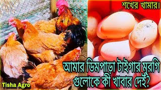 আমার ডিমপাড়া টাইগার মুরগি গুলোকে কী খাবার দেই? 💥 / টাইগার মুরগি পালন পদ্ধতি / Tisha Agro