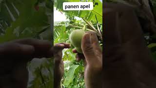 Panen Apel Organik #apel #apelputsa #organik #buahorganik #buahsuper #viralkan #berkebun