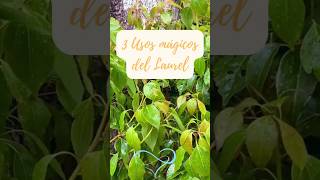 3 USOS MÁGICOS DEL LAUREL 🌿 #tips #magiablanca