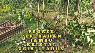 TEKNIK PEREBAHAN CABANG JAMBU KRISTAL