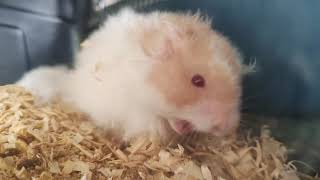 Teddy Bear Hamster - Bath Time