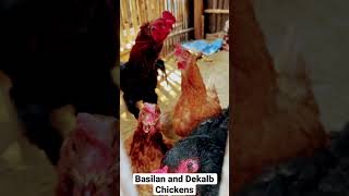 #Basilan and #Dekalb Chickens