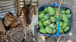 UPDATE SA BAKURAN + NAG-HARVEST KAMI NG MANGGA