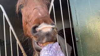 Vox | De coronalichting (4): Campusbezoekjes, paarden en schilderkunsten