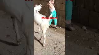 gulabi goat Mera shoq playing with kid/