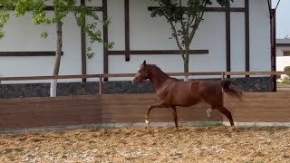 Not for sale! mare Trinity by Totilas - Revolution *2022, 2 y.o., 167 cm, OL *not for sale