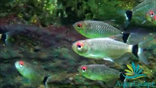 Redeye Tetra Facts