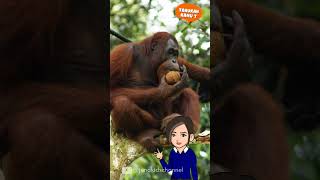 Tahukah Kamu : Orang Utan #shorts