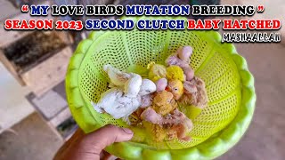 MY LOVE BIRDS MUTATION BREEDING PROGRESS 2023 | AA BIRDS INFORMATION | #albino #parblue #lovebirds