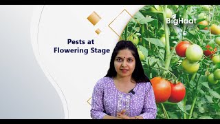 Pests during the flowering stage in tomato crops