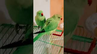 Mithu mithu 🦜 #viral #youtube #youtubeshorts #trending #shortvideo #lifewithaizaakhtar