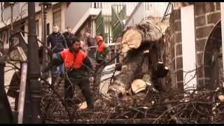 EL VIENTO DERRIBA EL POLÉMICO ÁRBOL DE LAS CALZADAS DE MALLONA, SIN DEJAR HERIDOS