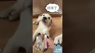 Funny Animal Videos