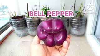 PURPLE BELL PEPPER