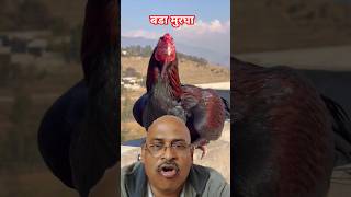 बडा मुरधा 🤭#shorts #youtubeshorts #Vipul #funny #trending #funny