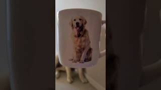 Kava w towarzystwie psa KaVy #goldenretriever #wakacje