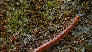 Alongside a Centipede #centipede #creepy