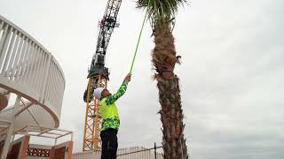 Livistona Palm Unveiling - South City Square