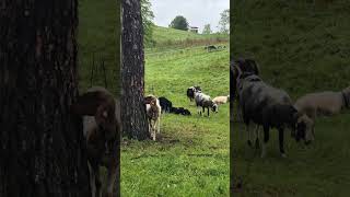 Who runs the world? Baaaaa 🐑 #sheep #farmlife #nature #beauty #morninglife #funnyvideo #viralvideo