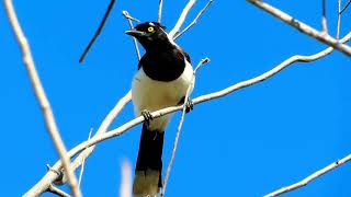 CANTO DA GRALHA CANCÃ, cancão, a voz da caatinga, Cyanocorax cyanopogon, White naped Jay