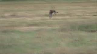 Stäpphök/Pallid Harrier.