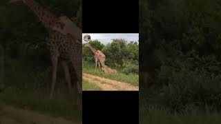 Lions vs Giraffe fight