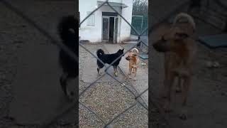 Sisi und Cezar mit den anderen Hunden im Tierheim