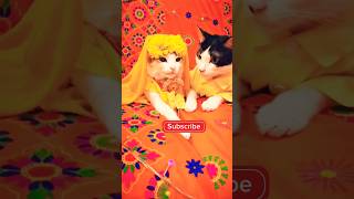 😂💕A heartwarming Romance Cute kitten#cat#lovecats#cats #catvideos#catlover #princesscat#kitten