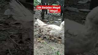 Itik Berjalan Megal Megol