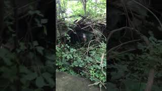 ABANDONED HOUSE CREEPY BASEMENT #shorts #abandoned #urbex #scary #urbanexploration #abandonedplaces