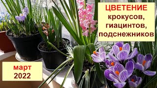 Цветение крокусов, подснежников, гиацинтов в горшках на балконе. Март 2022