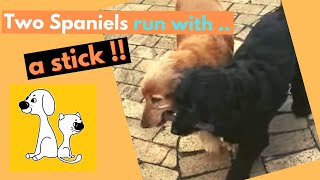 Dogs fetch stick together | Dogs Stuck together | Two Spaniels run with stick! #shorts