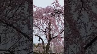 Pink Cherry blossom 🌸❤️ #korea #shorts