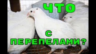 ЧТО С ПЕРЕПЕЛАМИ?