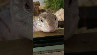 one eye closed, sorry for bothering Yosh but we love ya #yoshi #reptile #funnyanimals #shorts