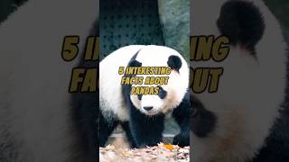 5 Interesting Facts About Pandas