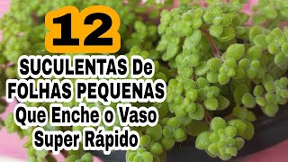 12 Suculentas De Folhas Pequenas Que Enche o Vaso Super Rápido