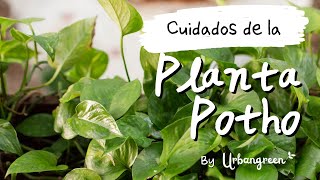 Cuidados de la PLANTA POTO 🎍 ¿Es TOXICA? ☢️ Riegos, Transplante, Reproducción, Esquejes y Más.