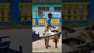 kambing juga bisa di ajak kerjasama