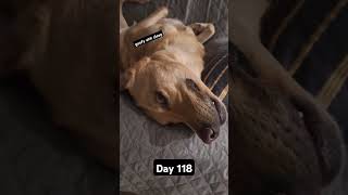 Day 118 of posting my dog until we hit 1k subscribers