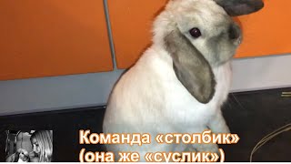 🐇 Декоративный кролик Ариана. Команда Столбик / она же Суслик /