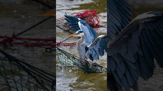 Trapped Heron Saved by Kind Hearted Rescuers! #shorts