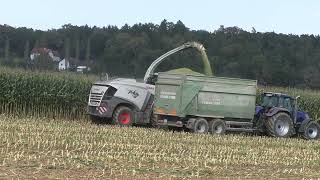 Die Raubkatze zurück im Mais   Claas Jaguar 970 mit Claas Orbis 750 beim Maishäckseln eine Fahrt von