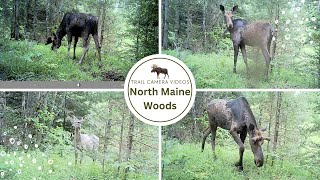 Scouting Bull Moose in Northern Maine Woods // Maine Wildlife // Trail Camera Videos