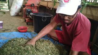 Proses Pembuatan Pakan Murah Untuk Kambing - Pakan Fermentasi Rumput Pakcong di Kandang Sari Farm