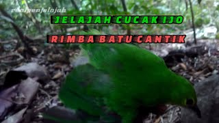 JELAJAH CUCAK IJO BATU CANTIK