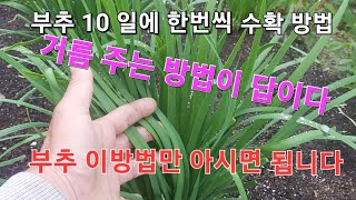 부추10일에한번씩수확하는방법#부추거름주는방법#부추잘키우기#How to harvest chives once every 10 days#How to fertilize leeks